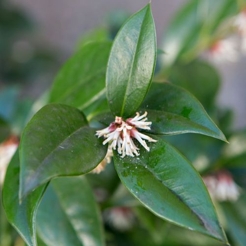 SARCOCOCA